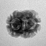 2 Mukhi Rudraksha 17.6mm 1.3gm - Inverse xray