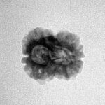 2 Mukhi Rudraksha 22.2mm 1.54gm - Inverse xray