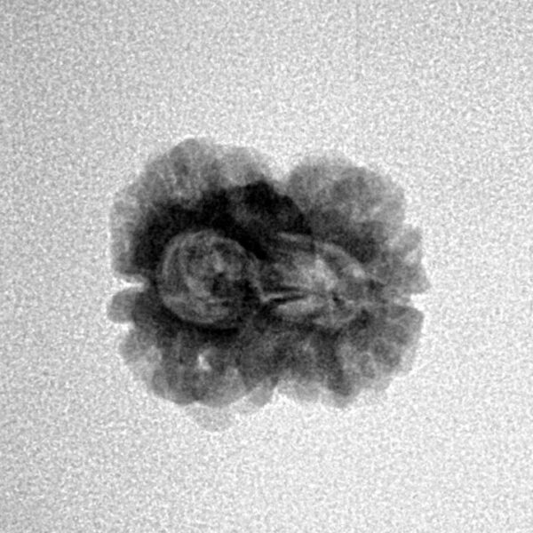 2 Mukhi Rudraksha 22.2mm 1.54gm - Inverse xray