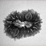 15 Mukhi Rudraksha 22.1mm 2.74gm - Inverse xray