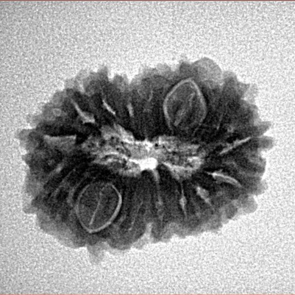 15 Mukhi Rudraksha 22.1mm 2.74gm - Inverse xray