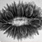 19 Mukhi Rudraksha 26mm 3.65gm - Inverse xray