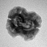 2 Mukhi Rudraksha 21.1mm 1.74gm - Inverse xray