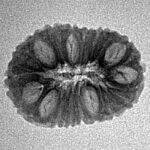 16 Mukhi Rudraksha 20mm 1.3gm - Inverse xray