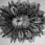 12 Mukhi Rudraksha 28.7mm 4.23gm - Inverse xray