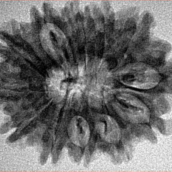 12 Mukhi Rudraksha 28.7mm 4.23gm - Inverse xray