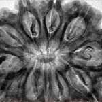 11 Mukhi Rudraksha 35.2mm 8.58gm - Inverse xray