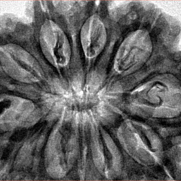 11 Mukhi Rudraksha 35.2mm 8.58gm - Inverse xray