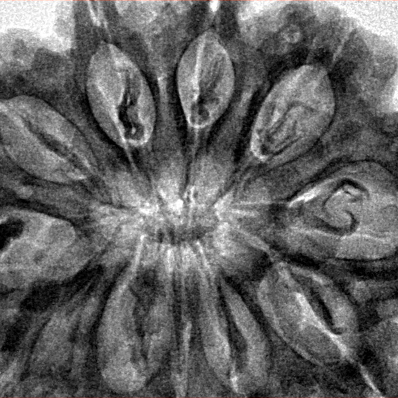 11 Mukhi Rudraksha 35.2mm 8.58gm - Inverse xray