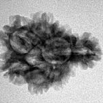 Sawar/Ganesh (6+1) 23.2mm 2.36gm - Inverse xray