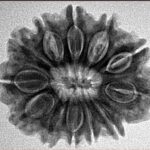 12 Mukhi Rudraksha 26.5mm 5gm - Inverse xray