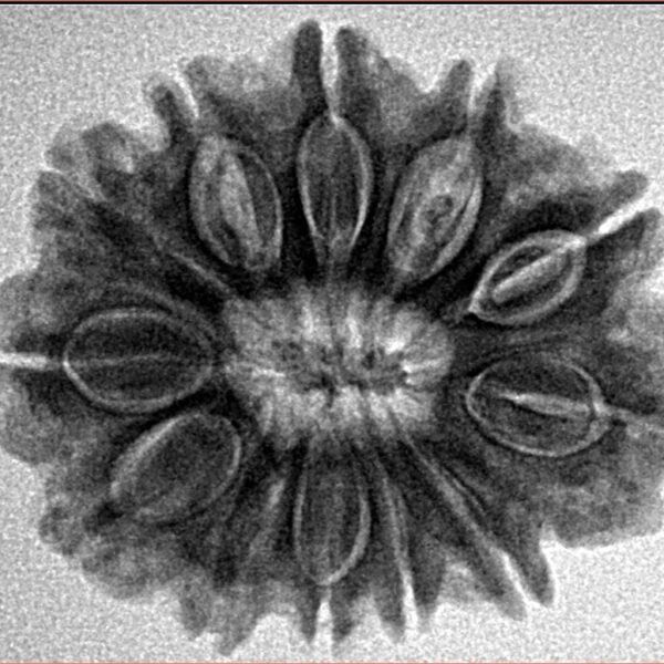 12 Mukhi Rudraksha 26.5mm 5gm - Inverse xray