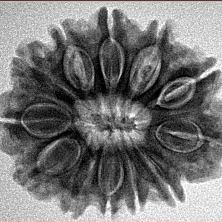 12 Mukhi Rudraksha 26.5mm 5gm - Inverse xray
