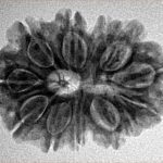 12 Mukhi Rudraksha 28mm 4.26gm - Inverse xray