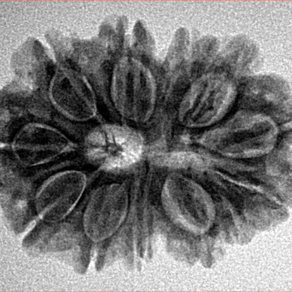 12 Mukhi Rudraksha 28mm 4.26gm - Inverse xray