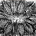 11 Mukhi Rudraksha 37.5mm 8.17gm - Inverse xray