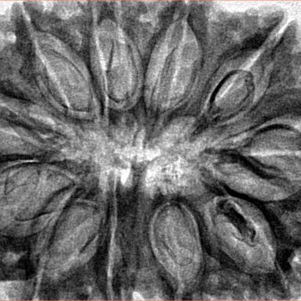 11 Mukhi Rudraksha 37.5mm 8.17gm - Inverse xray