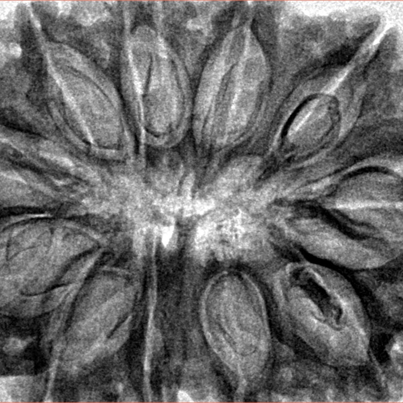 11 Mukhi Rudraksha 37.5mm 8.17gm - Inverse xray