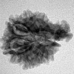 Sawar/Ganesh (7+1) 22.3mm 2.44gm - Inverse xray