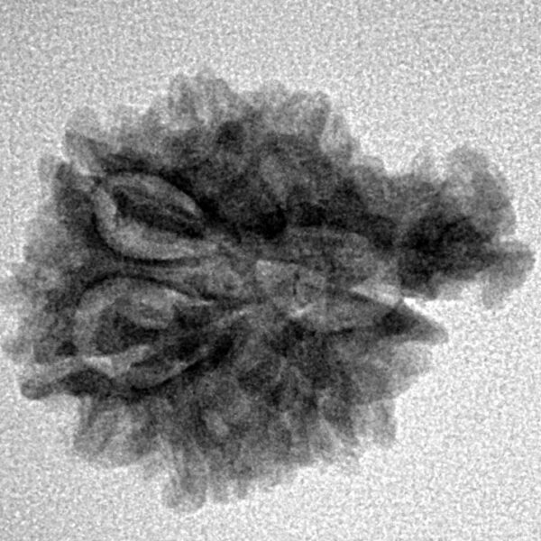 Sawar/Ganesh (7+1) 22.3mm 2.44gm - Inverse xray