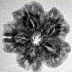 1MK(Underdeveloped) 24.7mm 4.87gm - Inverse xray