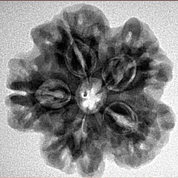 1MK(Underdeveloped) 24.7mm 4.87gm - Inverse xray
