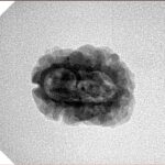 2 Mukhi Rudraksha 23.7mm 1.81gm - Inverse xray