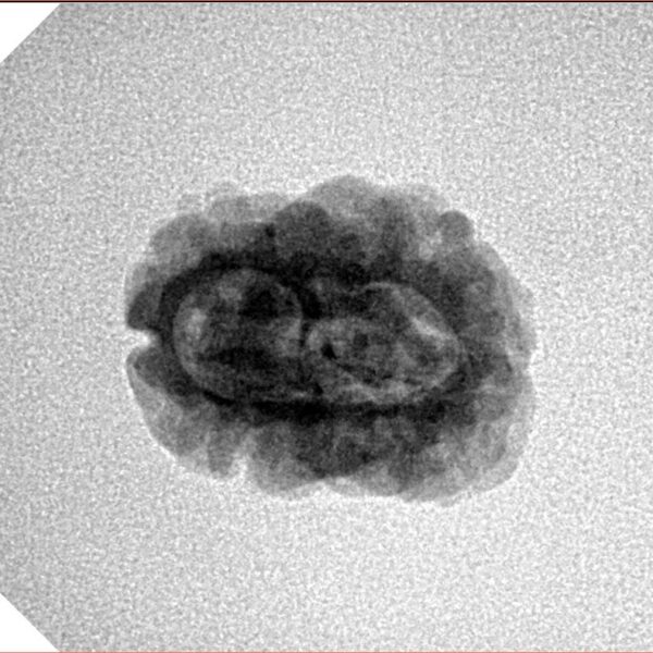 2 Mukhi Rudraksha 23.7mm 1.81gm - Inverse xray