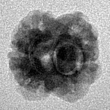 2 Mukhi Rudraksha 16.7mm 1.15gm - Inverse xray