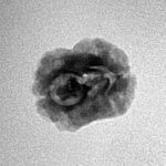 2 Mukhi Rudraksha 20.7mm 1.34gm - Inverse xray