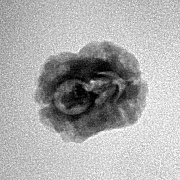 2 Mukhi Rudraksha 20.7mm 1.34gm - Inverse xray