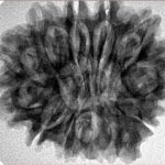 12 Mukhi Ganesh 30.1mm 5.93gm - Inverse xray