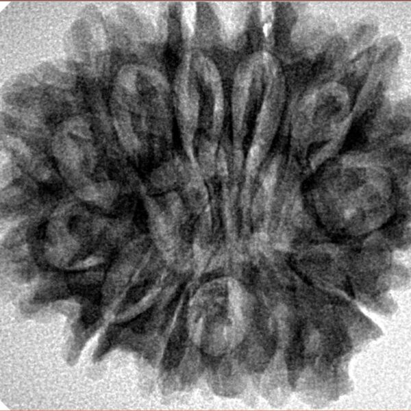 12 Mukhi Ganesh 30.1mm 5.93gm - Inverse xray