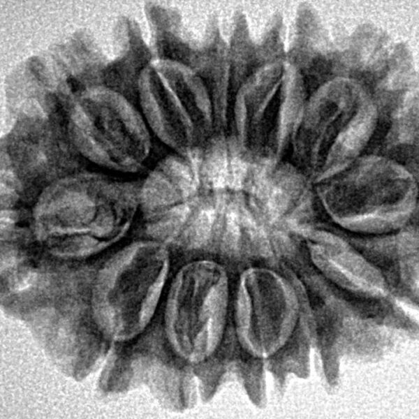 12 Mukhi Rudraksha 27.9mm 4.45gm - Inverse xray