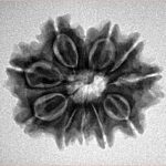 11 Mukhi Rudraksha 24.4mm 3.57gm - Inverse xray