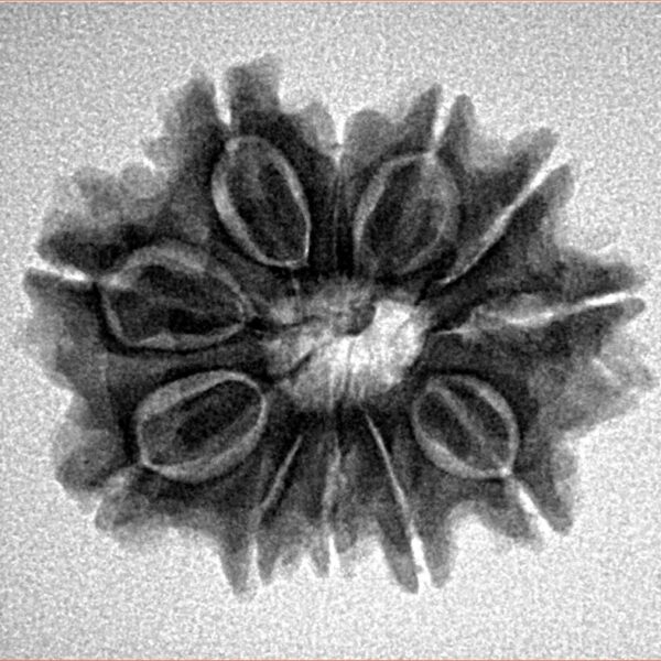 11 Mukhi Rudraksha 24.4mm 3.57gm - Inverse xray