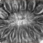 14 Mukhi Ganesh 41.1mm 13gm - Inverse xray