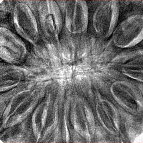 14 Mukhi Ganesh 41.1mm 13gm - Inverse xray