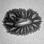 16 Mukhi Rudraksha 16.9mm 1gm - Inverse xray