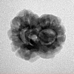 2 Mukhi Rudraksha 20.6mm 2gm - Inverse xray