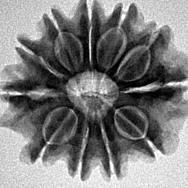 11 Mukhi Rudraksha 23.4mm 3.99gm - Inverse xray