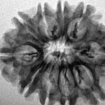 10 Mukhi Rudraksha 27.2mm 3.45gm - Inverse xray
