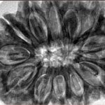 12 Mukhi Rudraksha 35.8mm 9.67gm - Inverse xray