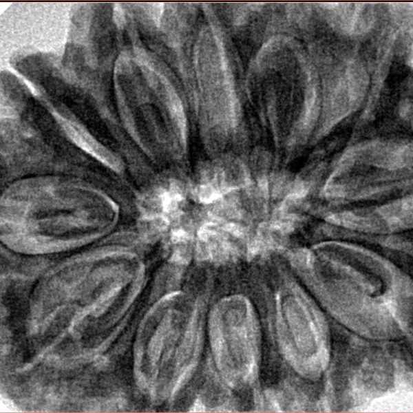 12 Mukhi Rudraksha 35.8mm 9.67gm - Inverse xray