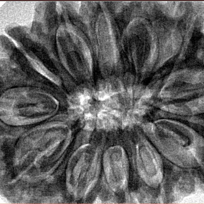 12 Mukhi Rudraksha 35.8mm 9.67gm - Inverse xray