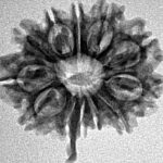 12 Mukhi Ganesh 23.8mm 2.73gm - Inverse xray