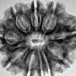 10 Mukhi Rudraksha 27mm 4.12gm - Inverse xray