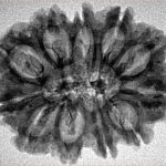 11 Mukhi Rudraksha 29.4mm 3.93gm - Inverse xray