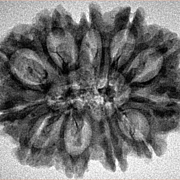 11 Mukhi Rudraksha 29.4mm 3.93gm - Inverse xray