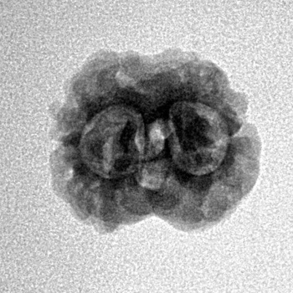 2 Mukhi Rudraksha 19.6mm 1.63gm - Inverse xray
